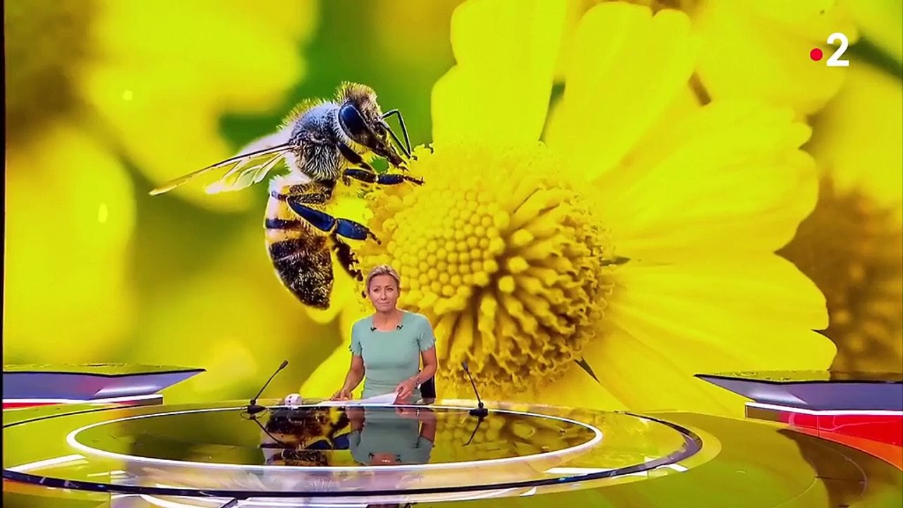 Abeilles : pourquoi il faut les sauver