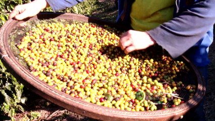 OD Plus 09/06/2018 | Do plantio à xícara; conheça a tecnologia por trás do nosso cafezinho de cada dia