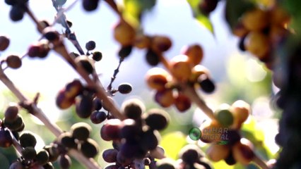 OD Plus 09/06/2018 | Confira o Olhar Digital Plus [+] na íntegra