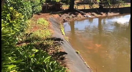 Download Video: Ce héron vient directement se servir dans un bassin de poissons rouges... facile la peche