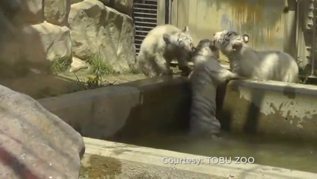 Un Bébé tigre blanc vient aider son frère coincé dans le bassin... Solidaire les petits tigrons