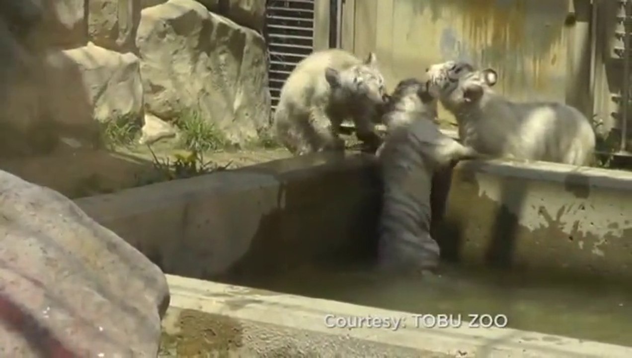 Un Bébé tigre blanc vient aider son frère coincé dans le bassin... Solidaire les petits tigrons
