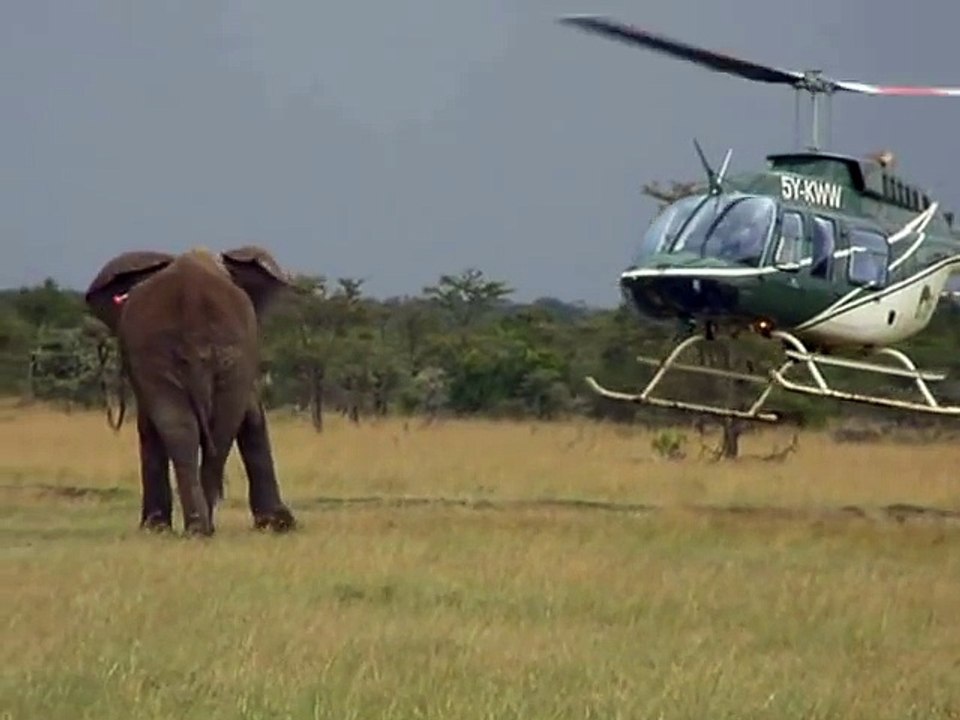 Un éléphant fait face à un hélicoptère... Impressionnant