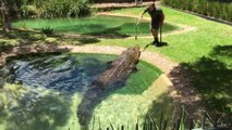 L'heure du repas pour Elvis, le plus gros crocodile d'Australie