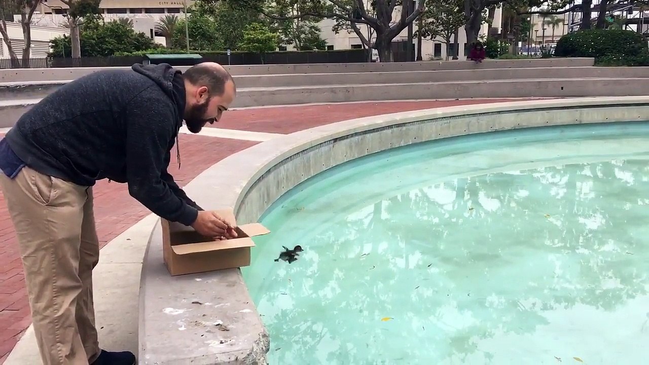 Un bébé canard retrouve sa maman et c'est beau à voir