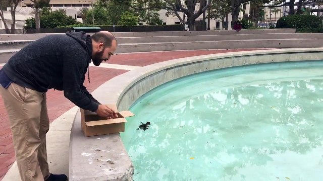 Un bébé canard retrouve sa maman et c'est beau à voir