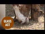 Indian goat develops bizarre eating habit preferring glass to grass