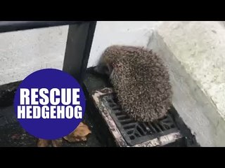 Footage shows a hedgehog rescued after 8ft fall.