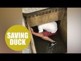 Video shows hero dad climbing into storm drain to save two stranded ducklings