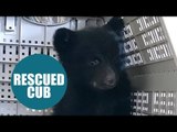 Tiny cub was discovered cuddling up to his dead mom before he was rescued
