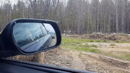 Bear Approaches Police Car