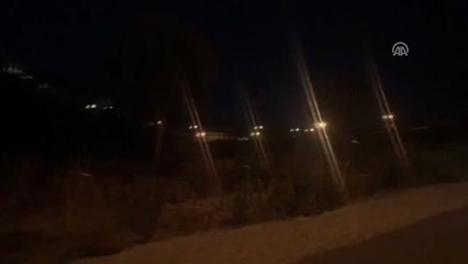 Domuz Sürüsü Bodrum'da "Gezmeye" Devam Ediyor