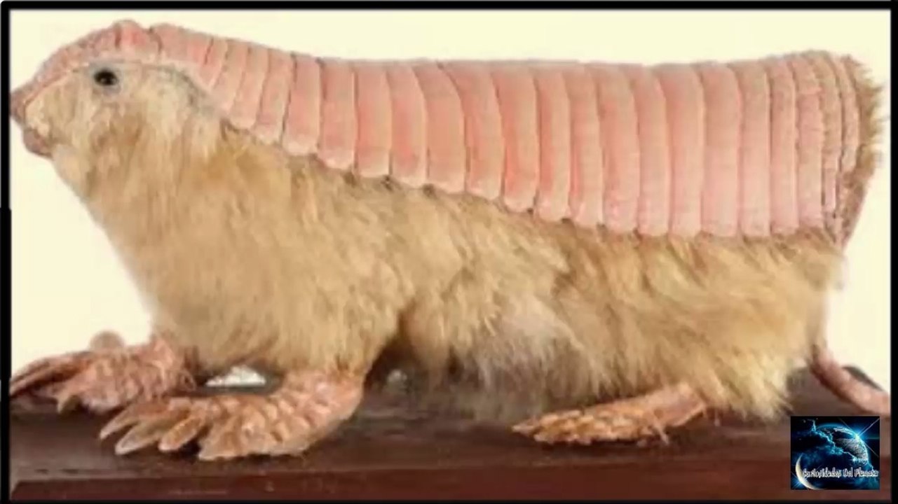 el armadillo hada rosa (1)