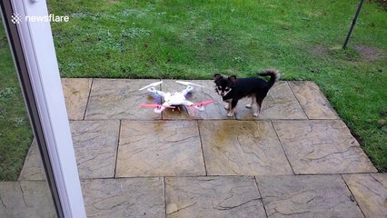 Watch a dog’s hysterical dance after owner starts drone