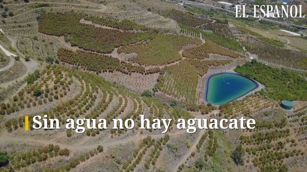 Sin agua no hay aguacate