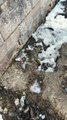 Schiuma bianca sulla spiaggia di Barletta
