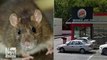 Burger King reopens after video of rodents on hamburger buns