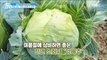 [Happyday]cabbage effect 천연 소화제 '양배추'의   효능! [기분 좋은 날] 20180608