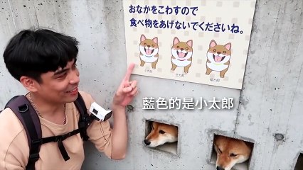 Thò đầu ngắm phố, ba chú chó biến tường nhà thành nơi hút khách