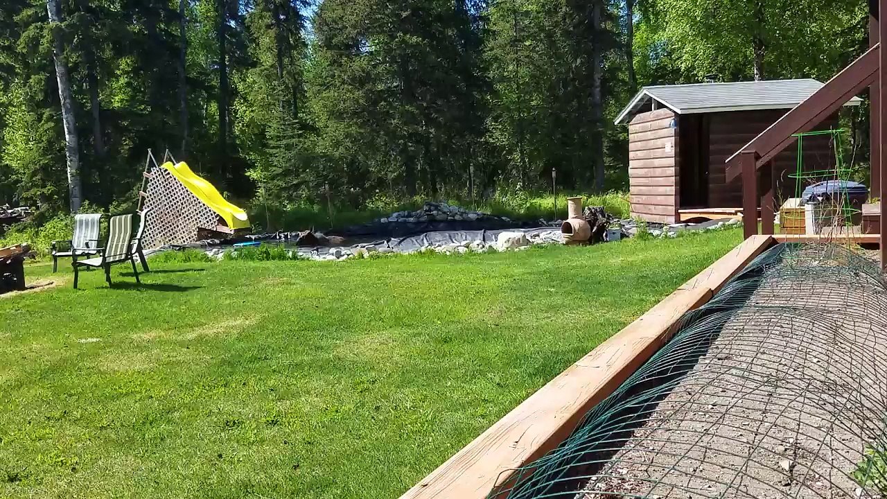 Moose Crashes Birthday Pool Party