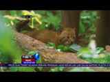 Kebun Binatang di Wina, Austria Umumkan Kelahiran 2 Kucing Hutan - NET24