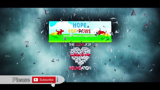 Poor Dog: Rescue the homeless dog! Homeless German Shepherd cries like a human!