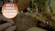 A acupuntura pode ajudar seu animal de estimação?