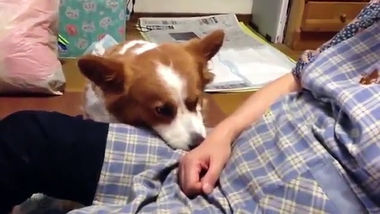 corgi just wants to be petted at all times