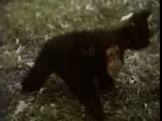 La Vie privée des Animaux