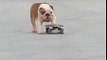 Have you ever seen a skateboarding dog? After playing with his skateboard, this skilled bulldog quickly jumps into its owner's car, disappearing after showing o
