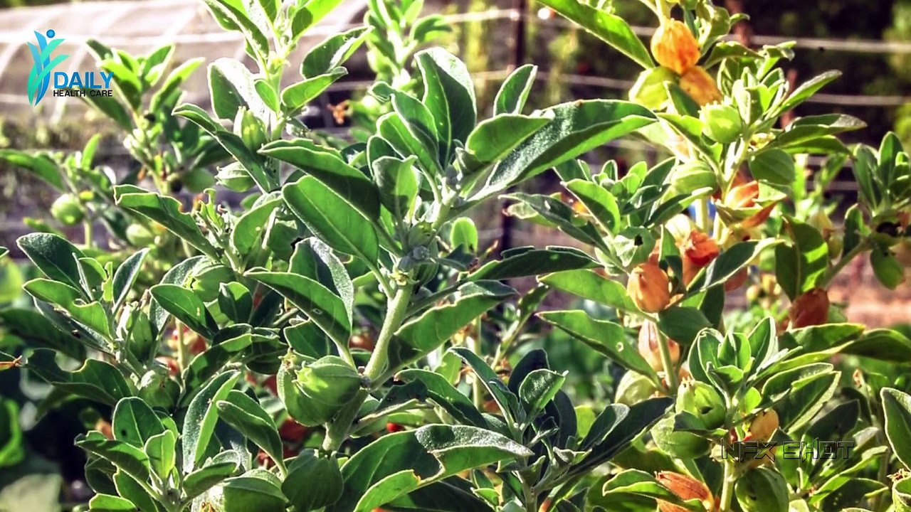 Ashwagandha Benefits and Side Effects अश्वगंधा के फायदे और नुकसान   Daily Health Care