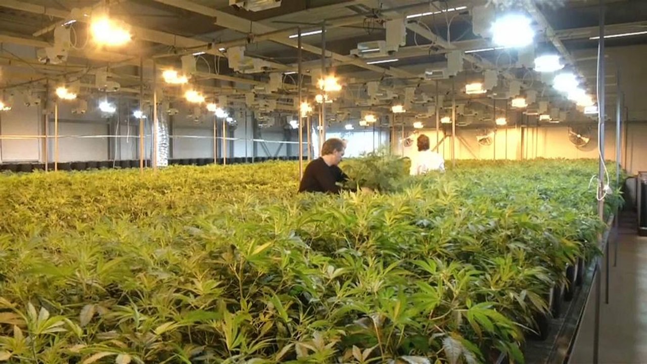 High Times in Kanada: Cannabis bald legal