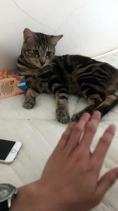 When the cat angry
