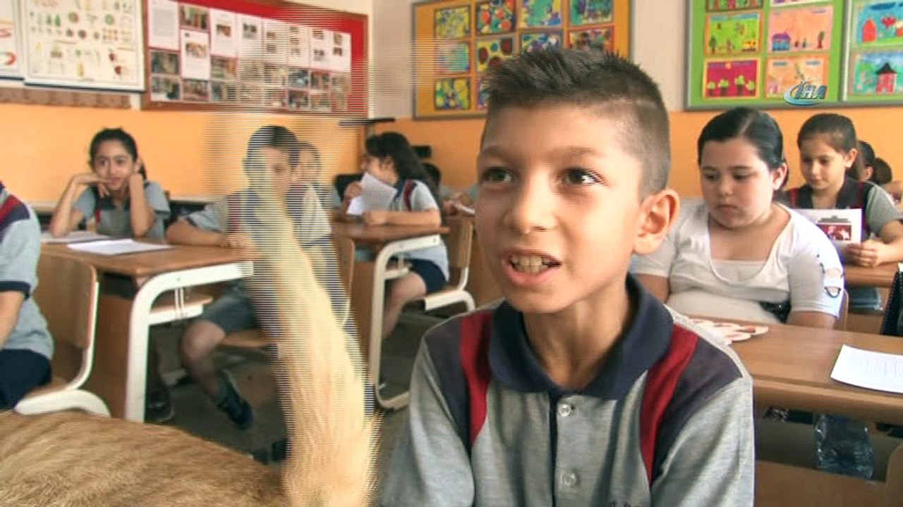 Kedi Tombi karne aldı...Fenomen kedi Tombi'nin dersleri 'Pekiyi'