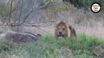 शूटिंग करते समय फोटोग्राफर पर शेर ने कैसे हमला करने की कोशिश की देखिये !