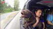 Callie the Chocolate Lab puppy was so ecstatic to be finished with her first visit to the vet that she stuck her head out the window and let her floppy hears fl