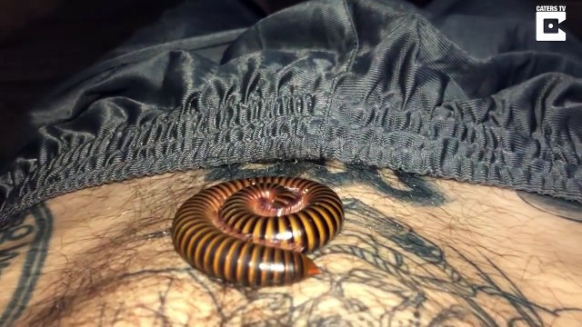 Se réveiller avec un mille-pattes sur le ventre