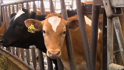 هذا الصباح- بقرات تنتج حليبا لا يسبب عسر الهضم