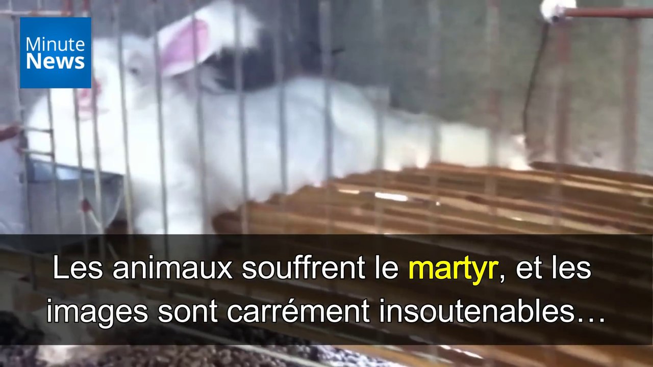Le martyr des lapins angoras, torturés pour leur fourrure...