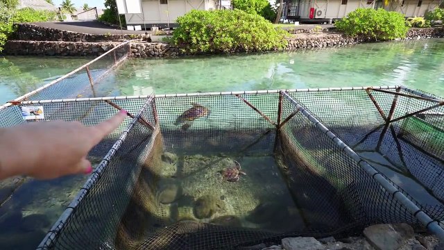PAYSAGES INCROYABLES et Tortues _ Moorea Family vlog _ Tahiti
