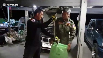 King Cobra leaps into freedom after being caught in car engine