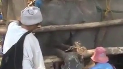 L'envers du décor des promenades à dos d'éléphants en Asie