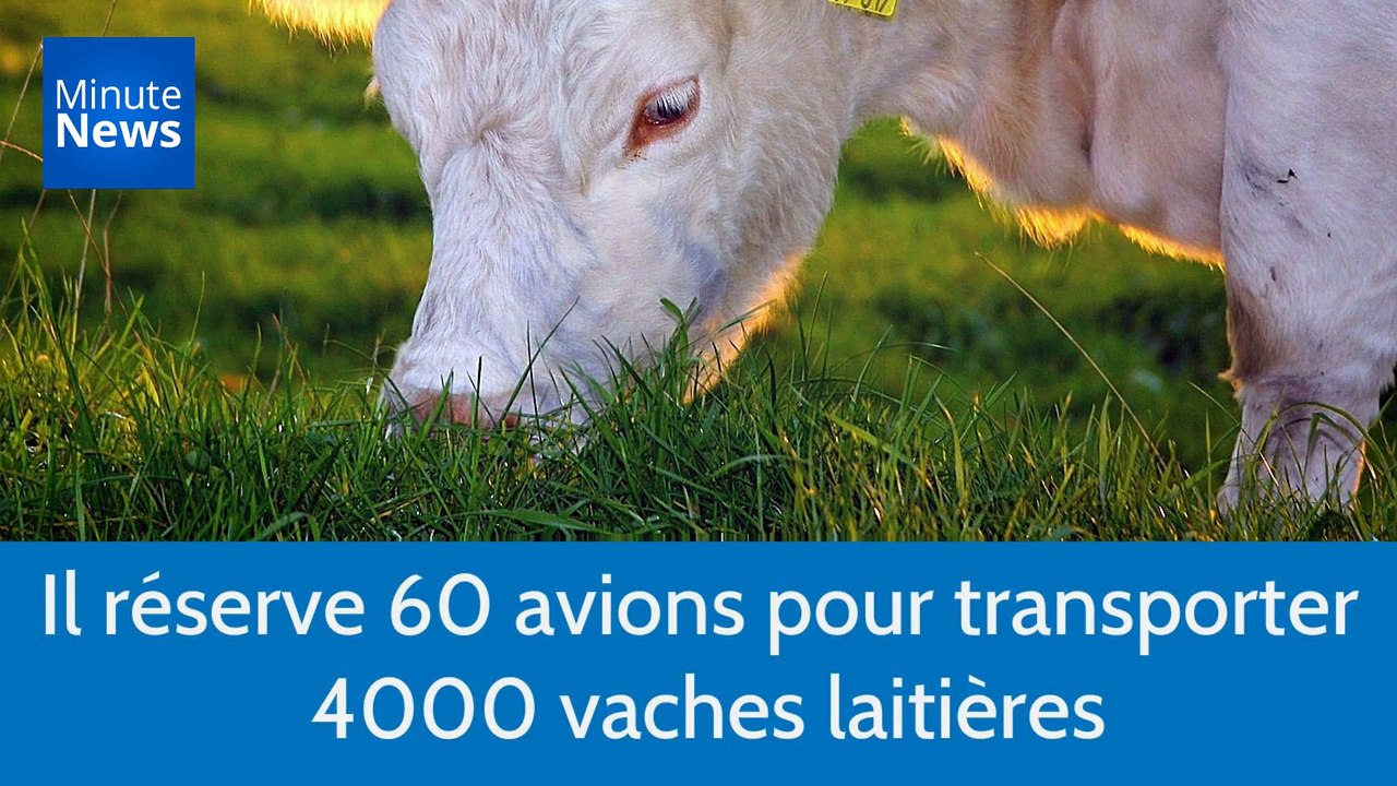Cet homme d'affaires qatari réserve 60 avions pour transporter 4000 vaches laitières