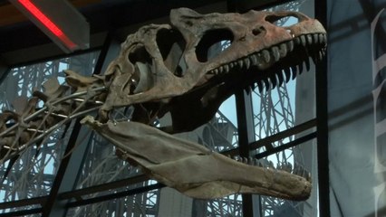 Mystery Dinosaur Skeleton Sold For $2.3 Million