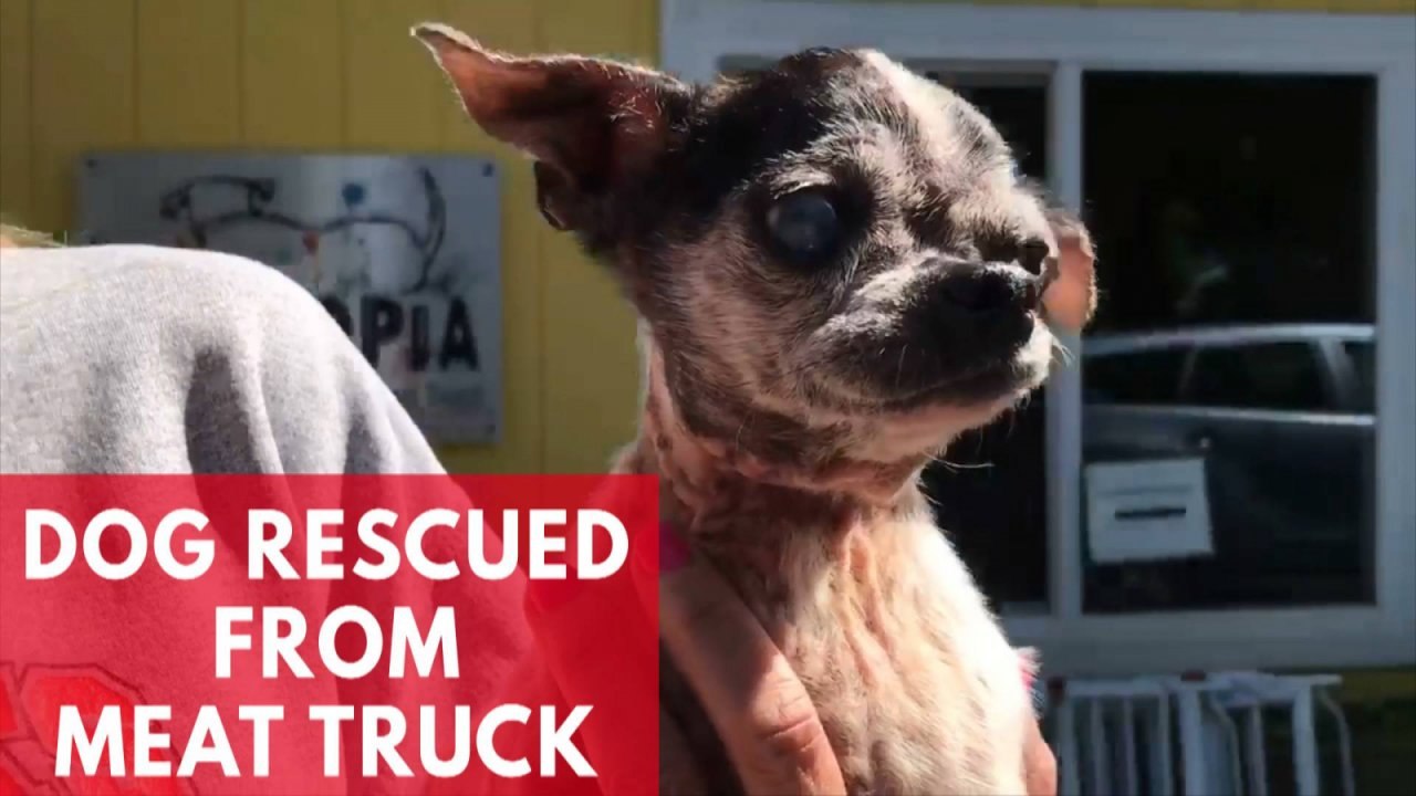 A Dog Named Ethel Is Recovering After Being Rescued From A China Meat Truck