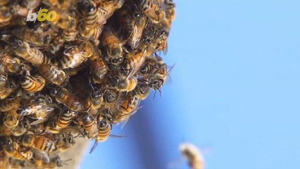 Just Like Humans, Honeybees Understand the Mathematical Concept of Zero