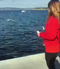 Une blonde qui qui voulait nourrir les mouettes