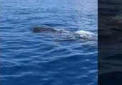 Whale Sharks Spotted Off Florida, Prompting Request From Researchers for Sightings