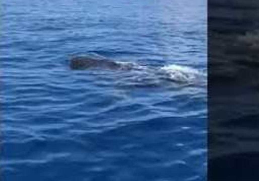 Whale Sharks Spotted Off Florida, Prompting Request From Researchers for Sightings