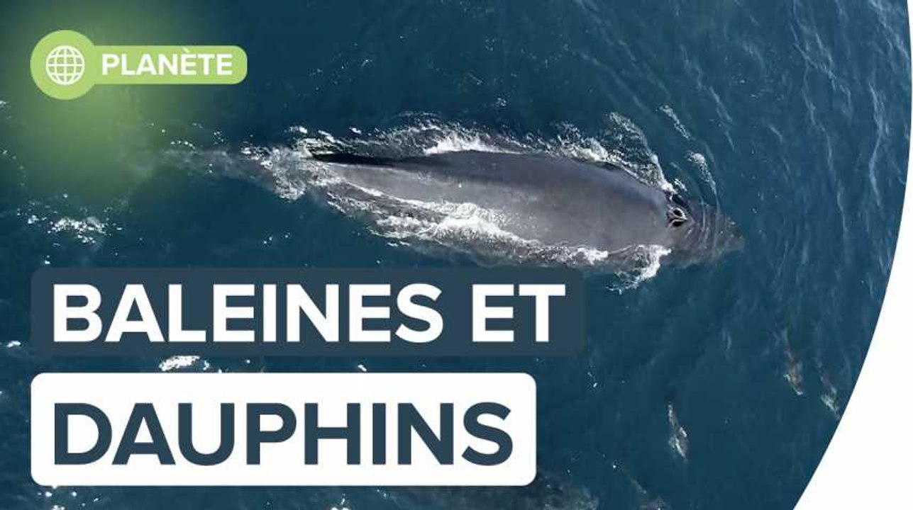 1.500 dauphins jouent avec un bébé baleine à bosse